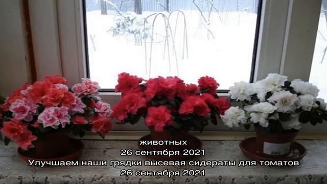 Секреты ухода за комнатной азалией или что делать с цветком после покупки смотреть онлайн