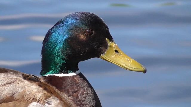 Птица утка и птицы утки смотреть онлайн