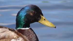 Птица утка и птицы утки