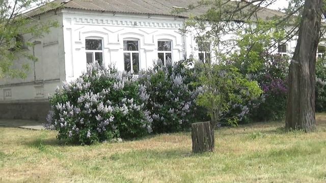 Охримовка сиреневая. смотреть онлайн