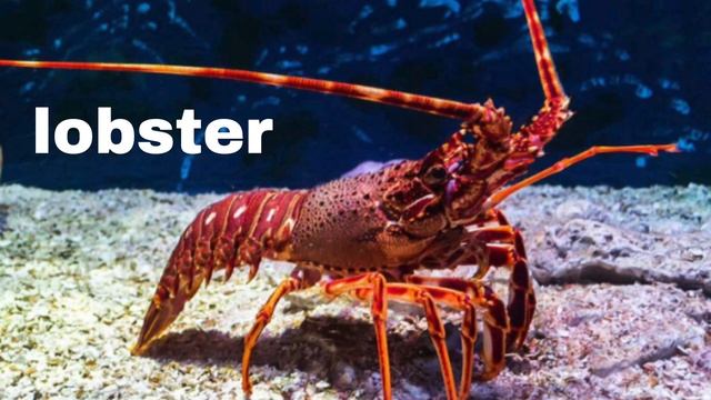 English Vocabulary - SEA ANIMALS смотреть онлайн