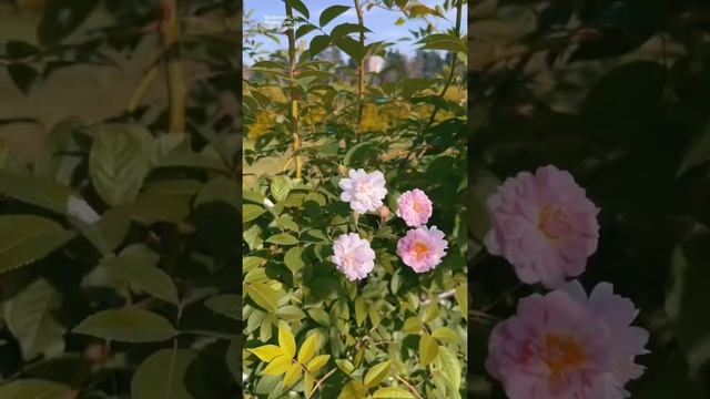 Ботанический сад это место где можно отдохнуть душевно