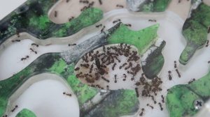 МУРАВЬИ ДОМА? Как Завести Муравьев? СОВЕТЫ