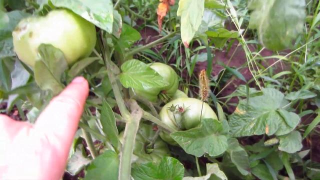 Безрассадный способ выращивания томатов ! (3 часть) Урожай томатов! Июль, август смотреть онлайн