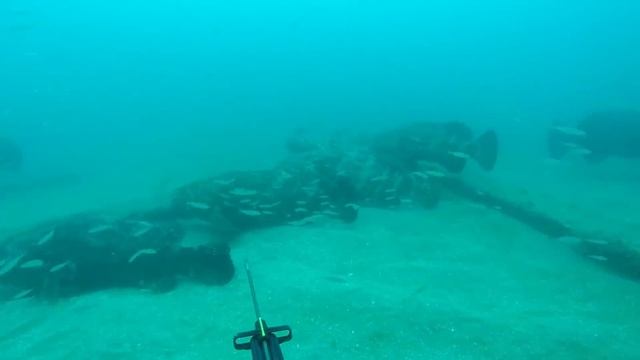Epic 50+ Goliath Grouper gone wild dive (Jewfish) смотреть онлайн