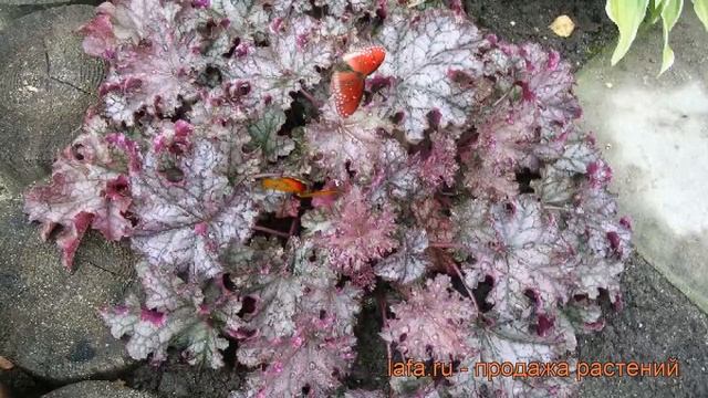 Гейхера гибридная Кан Кан (heuchera can can) ? Кан Кан обзор: как сажать, саженцы гейхеры Кан Кан смотреть онлайн