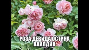 Роза Девида Остина Вайлдив