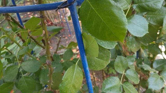 Купила Арматуру для изготовления КУСТОДЕРЖАТЕЛЕЙ ДЛЯ РОЗ,размер и ЦЕНА 21 июня 2021 года смотреть онлайн