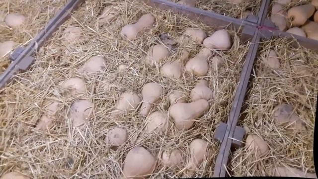 Как сохранить тыкву долго... How to keep pumpkin long ... смотреть онлайн