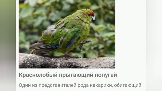 сколько и какие виды попугаев существует смотреть онлайн