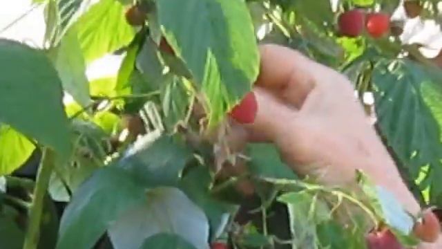 Малина сорт" Полана" радует глаз смотреть онлайн