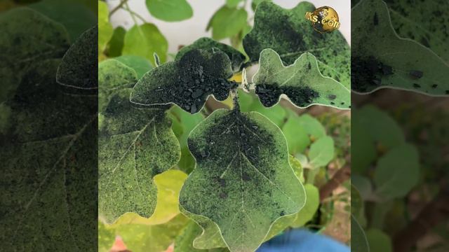10 CHARCOAL HACKS & TRICKS IN GARDENING | Uses of Charcoal for Plants смотреть онлайн