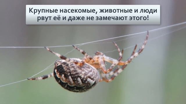 Паук крестовик Основной русский паук и его жизнь смотреть онлайн