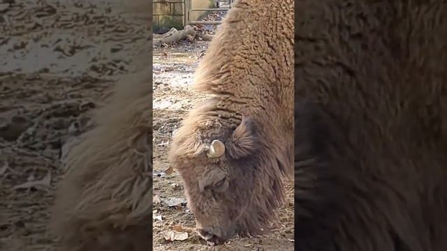 Испания. Зоопарк в Барселоне. Что можно увидеть в испанском зоопарке. Zoo de Barcelona... смотреть онлайн