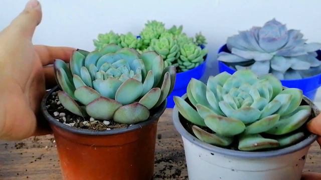 Echeveria Ice Rose Donsuculento