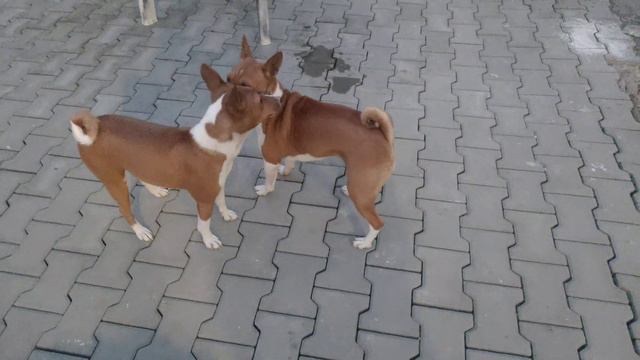 USS Enterprise - Basenji Fighting Championship... смотреть онлайн