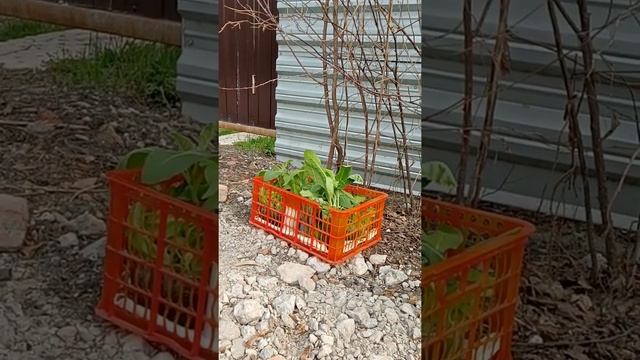 Рассада Табак Душистый 2К21 смотреть онлайн