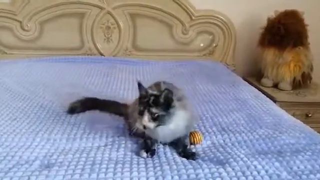 Черная мраморная черепаховая (fs) кошка Мейн-кун 4,5 месяца смотреть онлайн