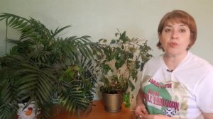 Циссус.Уход За Циссусом. Мои домашние цветы