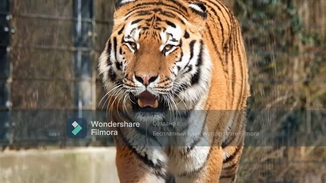 красивый клип с красивой расслабляющей музыкой для медитации отдыха души и релаксации красивые тигр смотреть онлайн