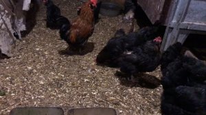 Порода кур ушанка/описание породы/разведение/куры