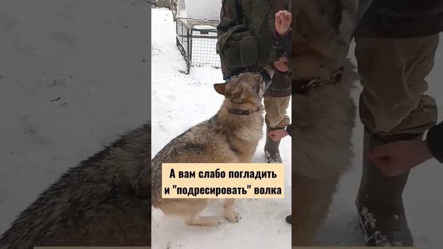 Как ВОЛК относится к новым людям? #волк #димасамойлов #смоленскиеволки