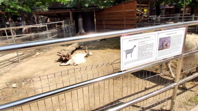 Бахчисарай зоопарк Парк миниатюр. Обзор зоопарка Бахчисарайский парк миниатюр смотреть онлайн