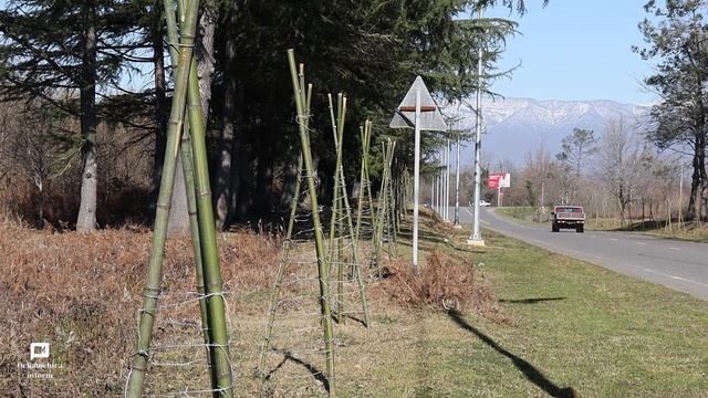 На въезде в город Очамчыра высадили аллею из мимоз, которая, в ближайшем будущем, будет радовать... смотреть онлайн