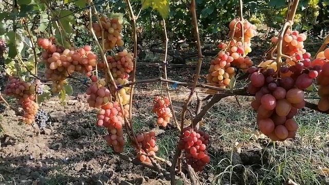 Виноград Соперник(Криуля С. И.) виноградник Король В. Н. г.Краснодар 2023год смотреть онлайн