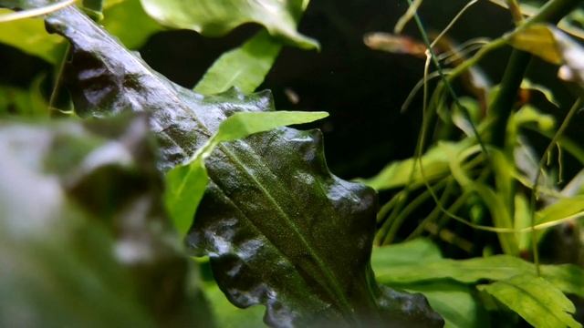 ПЛАВНИКОВАЯ ГНИЛЬ. СИМПТОМЫ, ПРОФИЛАКТИКА И ЛЕЧЕНИЕ. смотреть онлайн