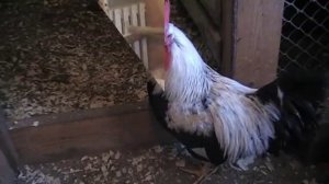 Загорская лососевая порода кур. Характеристика.