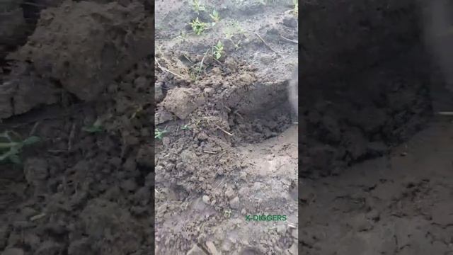 Поисковая собака?