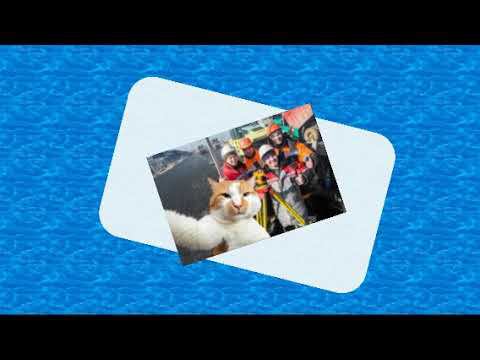 КОТ СТРОИТЕЛЬ смотреть онлайн