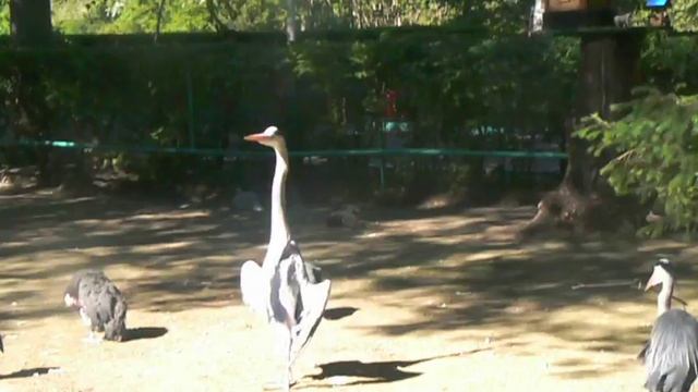 Он настоящий/ статуя аиста XD смотреть онлайн