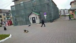 Город Поронайск маршрут автобуса#1.