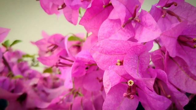 Bougainvillea Glabra | Paper Flower Plant | Bougainvillea Plant | Bougainvillea Spectabilis | Glabr