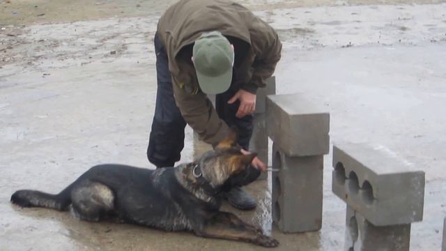 Кинологический центр специальной подготовки собак им. Бурназяна при ФМБА РОССИИ