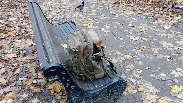 Ушастик и орешки / Ushastik and nuts смотреть онлайн