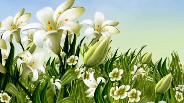 футаж - белые лилии . смотреть онлайн