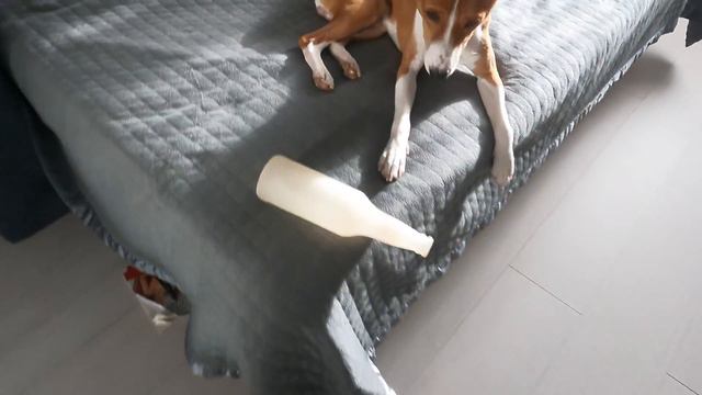 СМАРТ БАСЕНДЖИ МАЛЕНЬКИЙ ВРЕДИТЕЛЬ смотреть онлайн