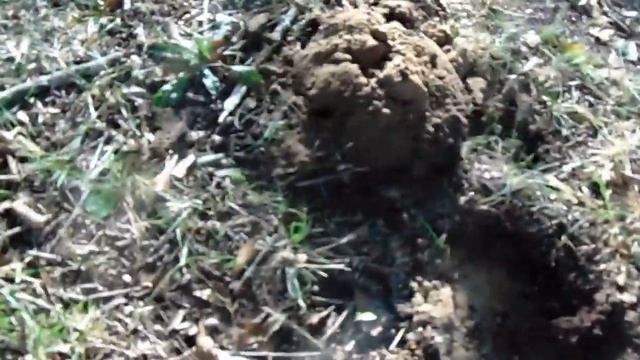 Metal Detecting 8-14-2019 Old bullet shell? смотреть онлайн
