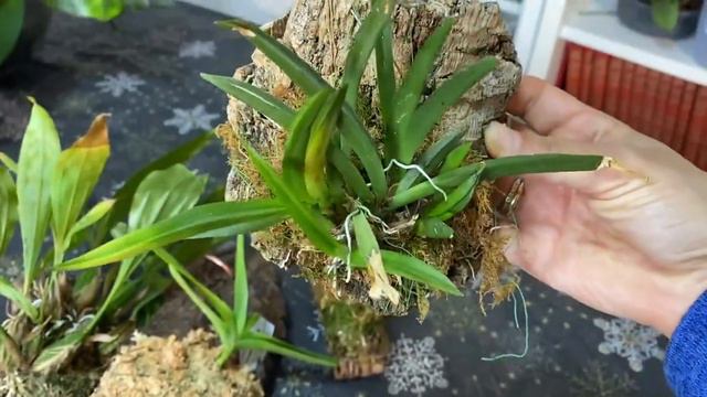 #орхидеи на блоке#Блочники- продолжение следует!!! смотреть онлайн