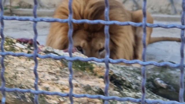 ❤️Лев Витя-любимый и неповторимый. #animals #lions #левВитя смотреть онлайн