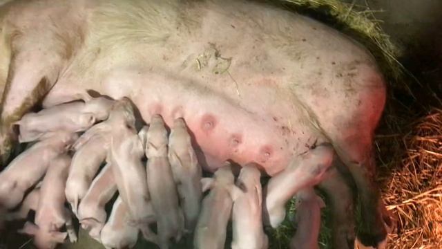 Сложный опорос свиноматки Ф1. смотреть онлайн
