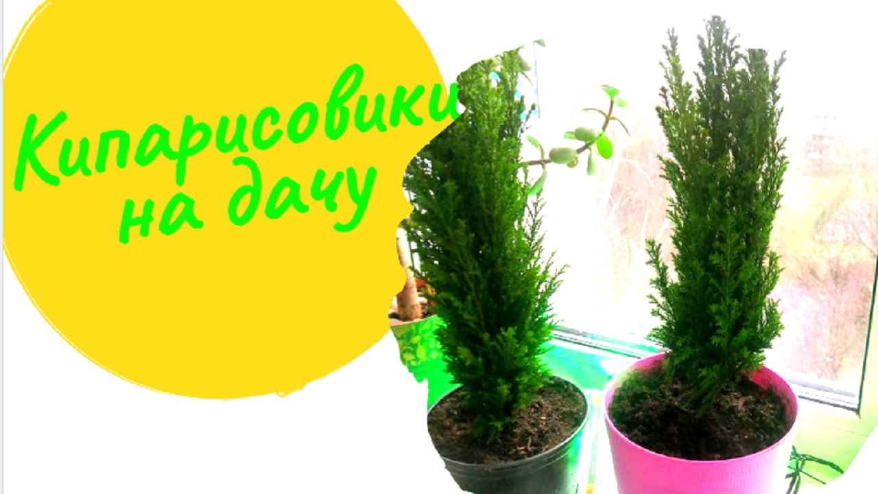 Едем на дачу 27.12.2019 смотреть онлайн