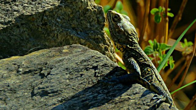 Deoriatal | A Valley of Rhododendron смотреть онлайн