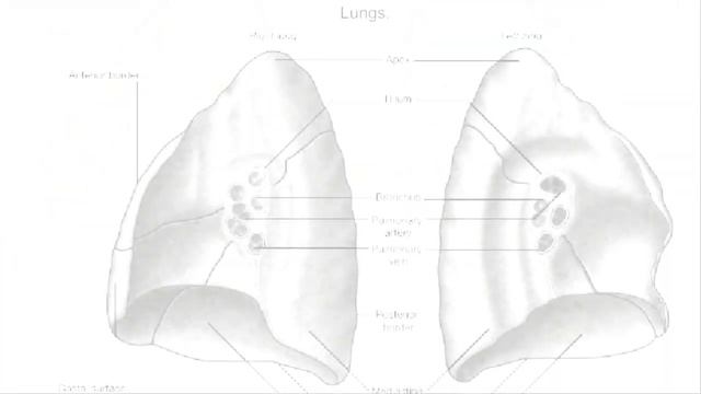 What Is the Hilum of the Lung смотреть онлайн