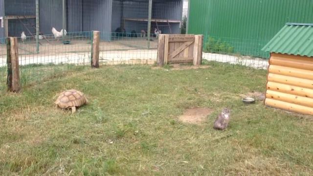 Контактный зоопарк в Горках. смотреть онлайн