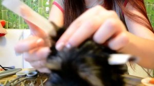 Как клеить ушки йорку, как поставить ушки