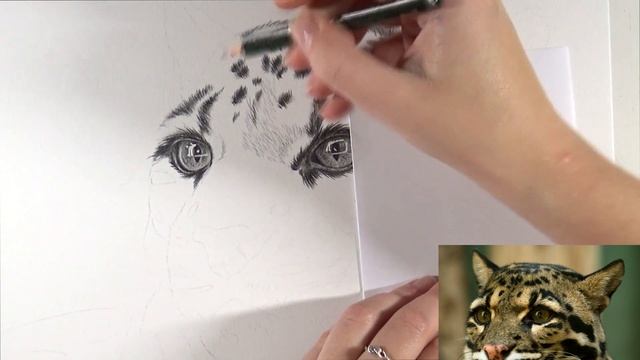 How to draw realistic LEOPARD FUR in GRAPHITE | Real time tutorial смотреть онлайн